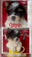 Orlando, a male Yorkshire Terrier for sale in Fort Worth, TX – 2 of 2