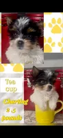 Orlando, a male Yorkshire Terrier for sale in Fort Worth, TX – 1 of 2