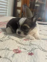 waco, a male Yorkshire Terrier for sale in Fort Worth, TX – 3 of 5