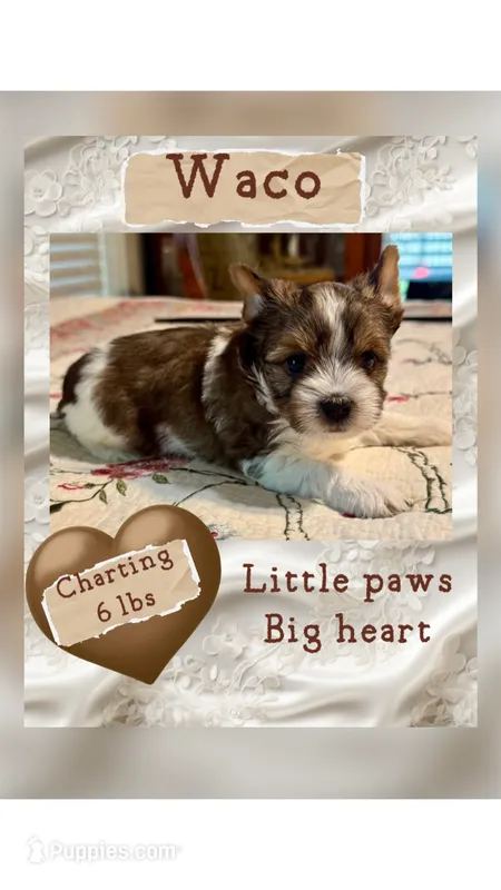 waco – Yorkshire Terrier puppy for sale in Fort Worth, TX