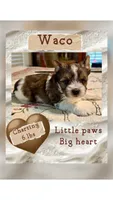 waco, a male Yorkshire Terrier for sale in Fort Worth, TX – 1 of 5