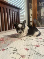 waco, a male Yorkshire Terrier for sale in Fort Worth, TX – 4 of 5