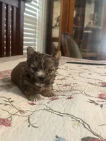 Tyler, a male Yorkshire Terrier for sale in Fort Worth, TX – 3 of 3
