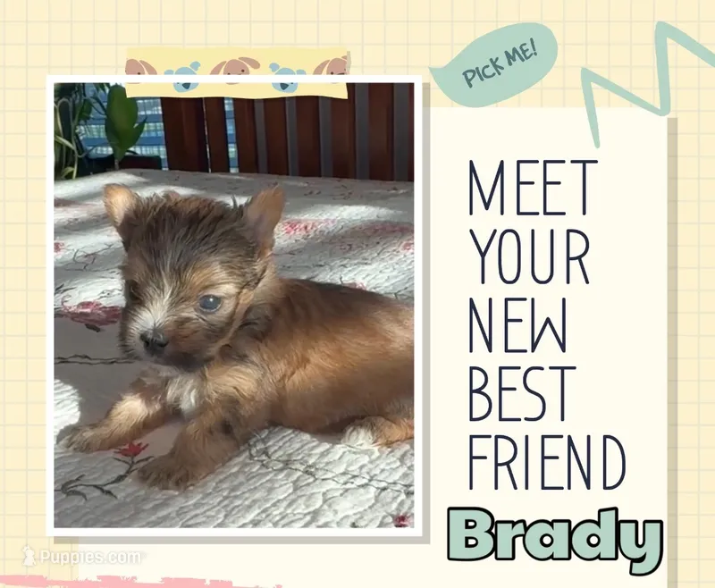 Tyler – Yorkshire Terrier puppy for sale in Fort Worth, TX