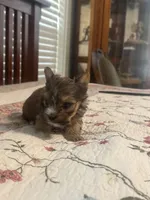 Tyler, a male Yorkshire Terrier for sale in Fort Worth, TX – 2 of 3