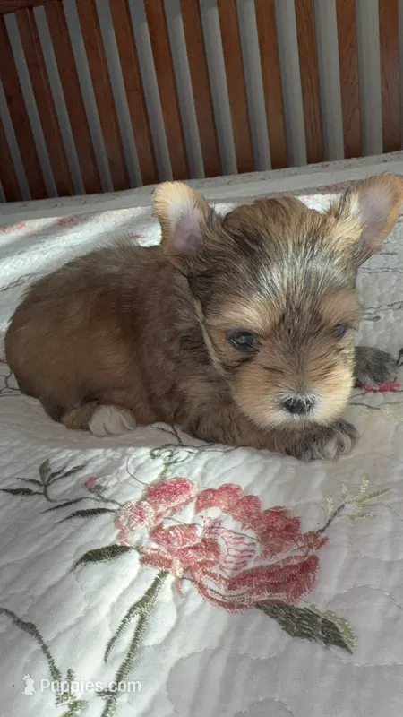 Brady – Yorkshire Terrier puppy for sale in Dallas, TX