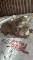 Brady, a male Yorkshire Terrier for sale in Dallas, TX – 1 of 2