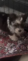 waco, a male Yorkshire Terrier for sale in Fort Worth, TX – 2 of 5