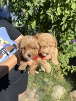 Tony , a male Poodle - Toy  for sale in Turlock, CA – 2 of 2