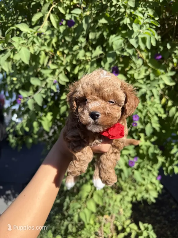 Tony  – Poodle - Toy  puppy for sale in Turlock, CA