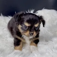 Twilight from health tested parents, a female Chihuahua for sale in Greenville, SC – 5 of 7