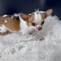 Bambi, a male Chihuahua for sale in Greenville, SC – Photo 3 of 4