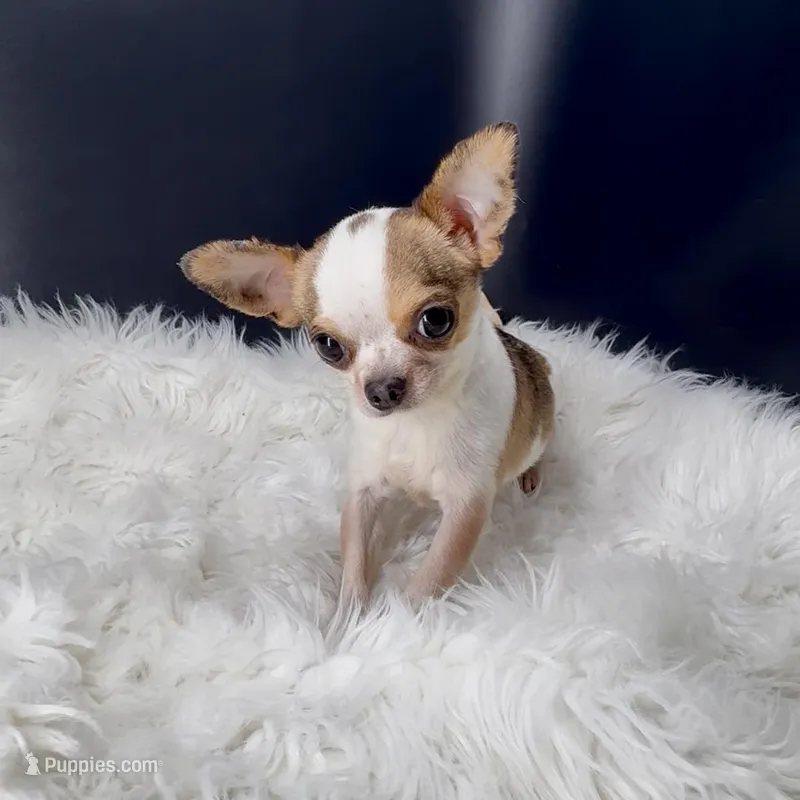 Bambi – Chihuahua puppy for sale in Greenville, SC