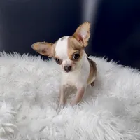 Bambi, a male Chihuahua for sale in Greenville, SC – Photo 1 of 4