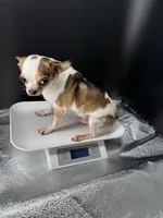 Bambi, a male Chihuahua for sale in Greenville, SC – Photo 4 of 4