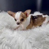 Bambi, a male Chihuahua for sale in Greenville, SC – Photo 2 of 4