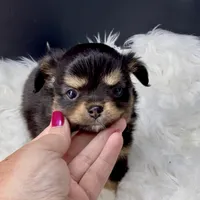 Twilight from health tested parents, a female Chihuahua for sale in Greenville, SC – 1 of 7