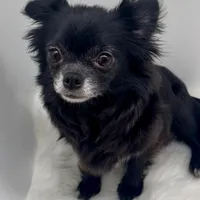 Velvet, a female Chihuahua for sale in Simpsonville, SC – Photo 2 of 5