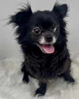 Velvet, a female Chihuahua for sale in Simpsonville, SC – Photo 1 of 5