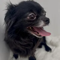 Velvet, a female Chihuahua for sale in Simpsonville, SC – Photo 4 of 5