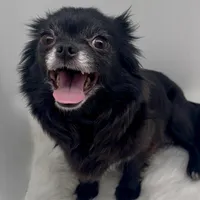 Velvet, a female Chihuahua for sale in Simpsonville, SC – Photo 3 of 5