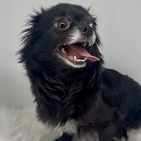 Velvet, a female Chihuahua for sale in Simpsonville, SC – Photo 5 of 5