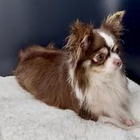 Tootsie, a female Chihuahua for sale in Greenville, SC – 4 of 5