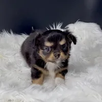 Twilight from health tested parents, a female Chihuahua for sale in Greenville, SC – 6 of 7