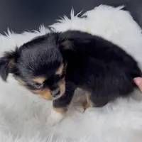 Twilight from health tested parents, a female Chihuahua for sale in Greenville, SC – 2 of 7