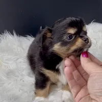 Twilight from health tested parents, a female Chihuahua for sale in Greenville, SC – 7 of 7