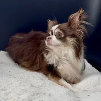 Tootsie, a female Chihuahua for sale in Greenville, SC – 5 of 5
