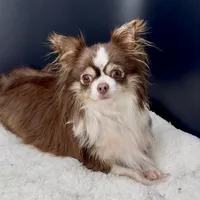 Tootsie, a female Chihuahua for sale in Greenville, SC – 3 of 5