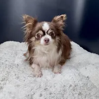 Tootsie, a female Chihuahua for sale in Greenville, SC – 1 of 5