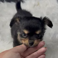 Twilight from health tested parents, a female Chihuahua for sale in Greenville, SC – 4 of 7