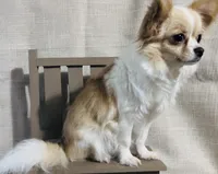 Izzy, a female Chihuahua for sale in Simpsonville, SC – Photo 1 of 2