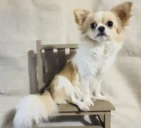 Izzy, a female Chihuahua for sale in Simpsonville, SC – Photo 2 of 2