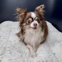 Tootsie, a female Chihuahua for sale in Greenville, SC – 2 of 5