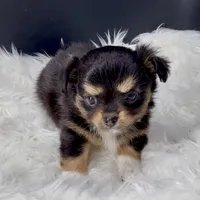 Twilight from health tested parents, a female Chihuahua for sale in Greenville, SC – 3 of 7