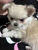 Champ, a male Chihuahua for sale in Simpsonville, SC – Photo 2 of 5