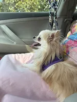 Champ, a male Chihuahua for sale in Simpsonville, SC – Photo 5 of 5