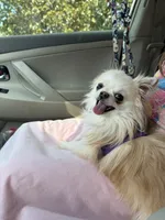 Champ, a male Chihuahua for sale in Simpsonville, SC – Photo 3 of 5