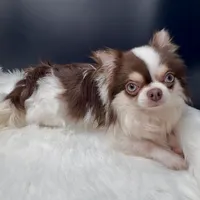 Johnny Ringo, a male Chihuahua for sale in Simpsonville, SC – Photo 2 of 4