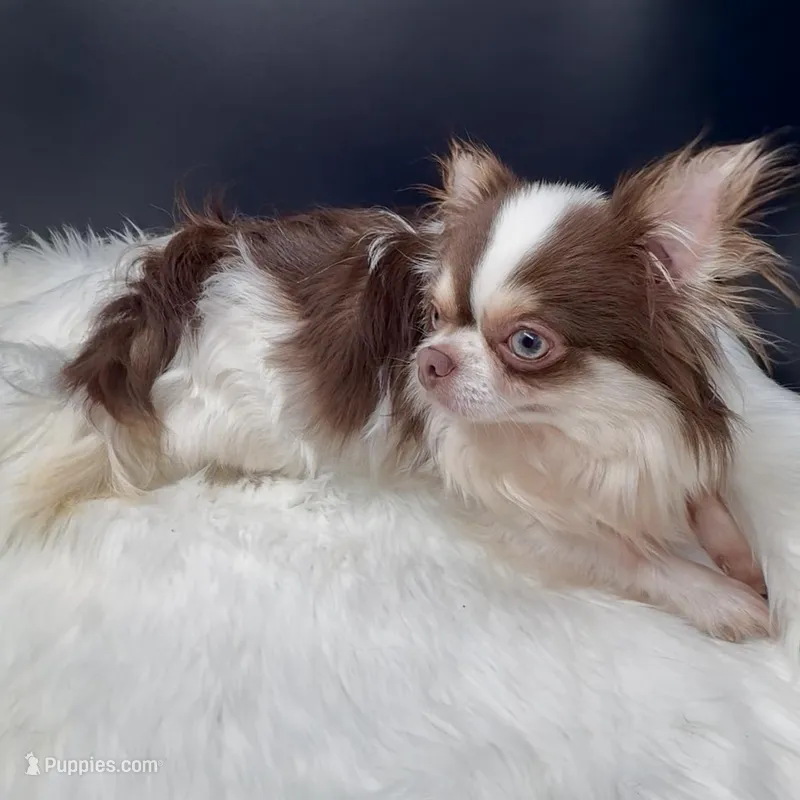 Johnny Ringo, a male Chihuahua for sale in Simpsonville, SC – Photo 1 of 4