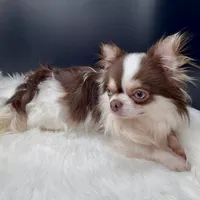 Johnny Ringo, a male Chihuahua for sale in Simpsonville, SC – Photo 4 of 4