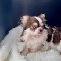 Johnny Ringo, a male Chihuahua for sale in Simpsonville, SC – Photo 3 of 4