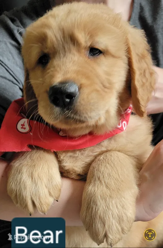 BEAR – Golden Retriever puppy for sale in Bellingham, WA