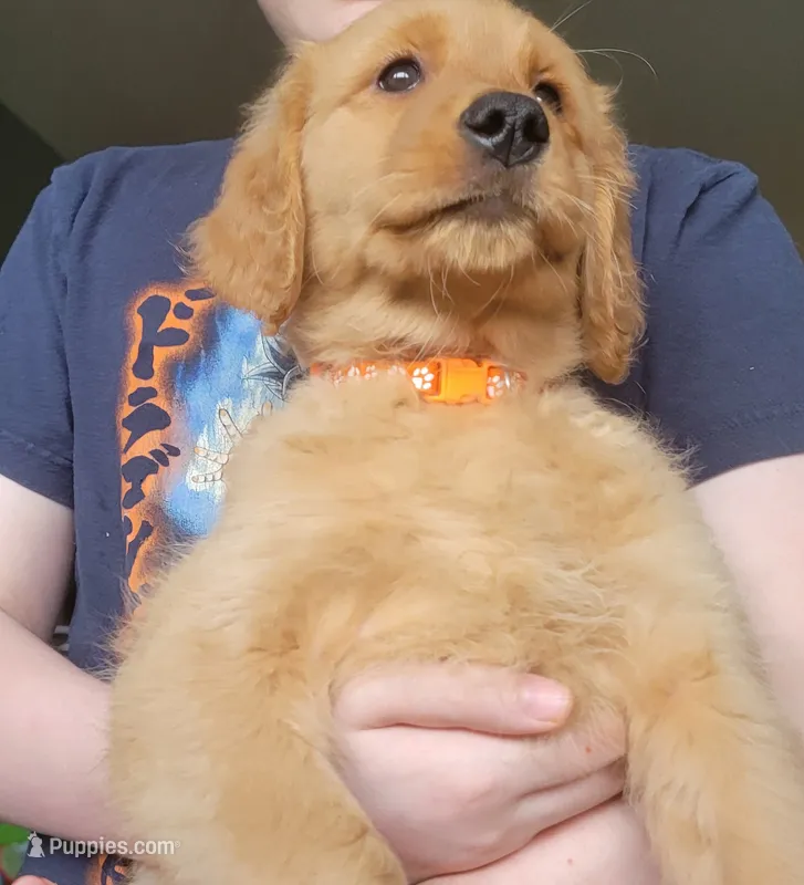 Orange girl – Golden Retriever puppy for sale in Bellingham, WA