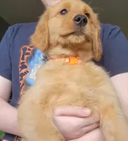 Daisy-She is ready now, a female Golden Retriever for sale in Bellingham, WA – 4 of 6