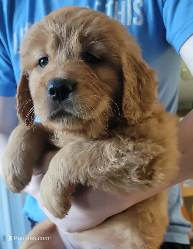 Pinkie Dink – Golden Retriever puppy for sale in Bellingham, WA