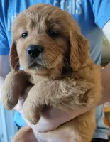 Pinkie Dink, a female Golden Retriever for sale in Bellingham, WA – 1 of 1